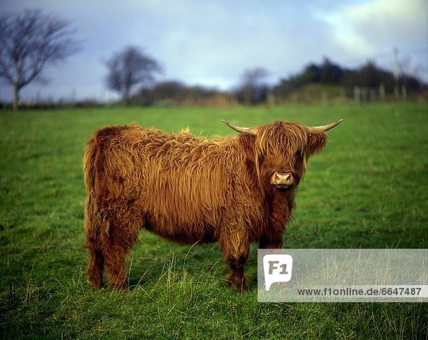 Highland Cow  County Donegal  Ireland