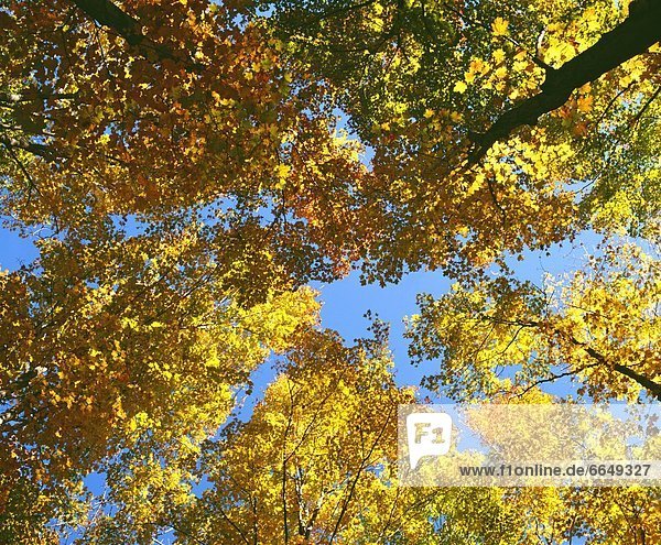 niedrig  Baum  Ast  Herbst  Winkel