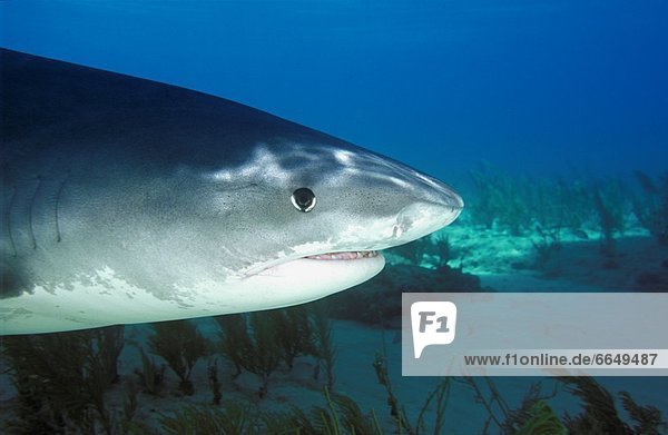 Side View Of Tiger Shark  Galeocerdo Cuvier