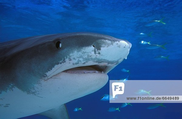 Tiger Shark  Galeocerdo Cuvier  Swimming With Fish