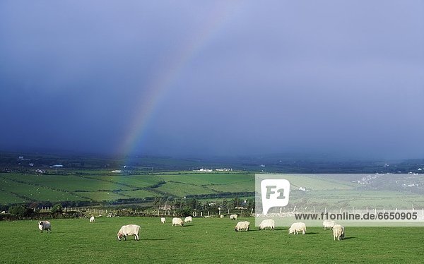Schaf  Ovis aries  Feld  Irland  Regenbogen