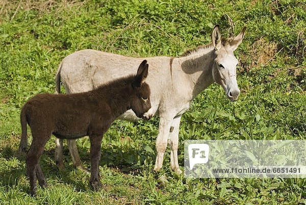 Donkey Mare With Foal  Spain