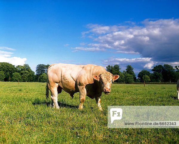 Charolais Bull In Field  Ireland