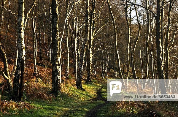 Wald  Derbyshire  Ortsteil  England