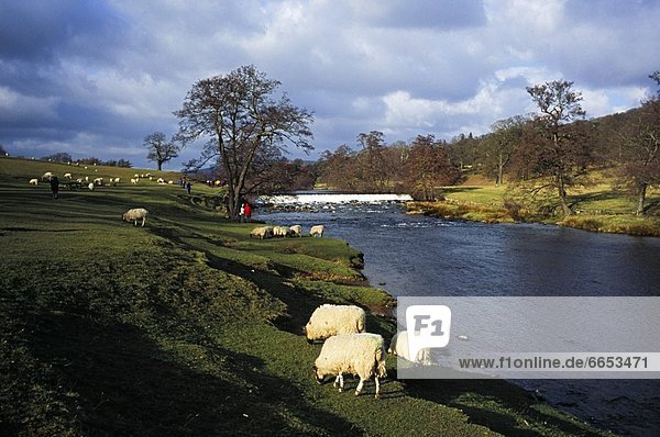 nahe  Schaf  Ovis aries  Fluss  Derbyshire  England  grasen