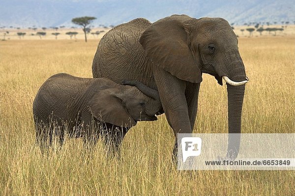 Elephants In The Masai Mara  Kenya  Africa