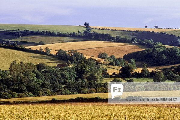 Ländliches Motiv  ländliche Motive  Feld  Ansicht  England  Wiltshire