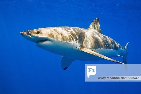 Great White Shark Off Guadalupe Island  Mexico