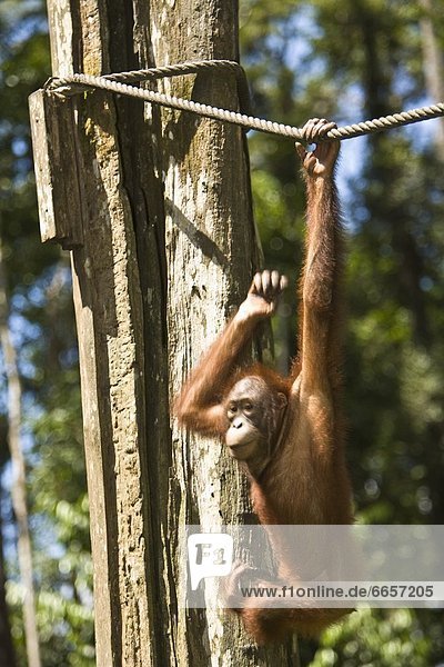Orang-Utan Pongo pygmaeus Seil Tau hängen