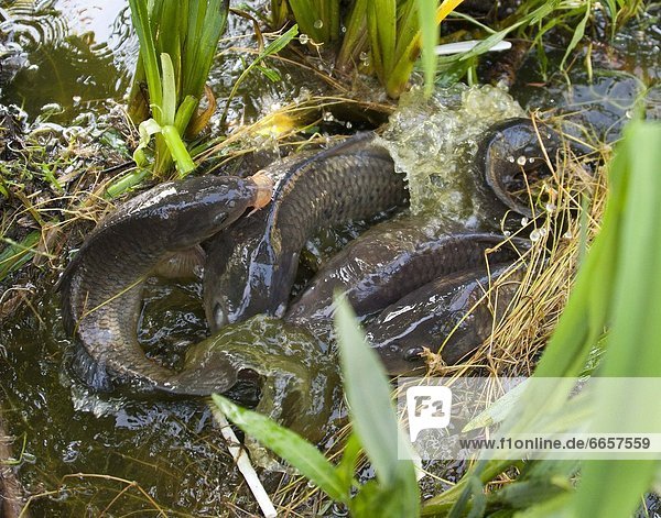 'Editorial Use Only. No advertising merchandising or books without photographer's permission Mandatory Credit: Photo by Michael Yang / Rex Features (1733149b) A sea otter appears to smile while cleaning its head by rubbing it with its paws Sea Otter Moss Landing California America - 07 Jun 2012 FULL WORDS LINK: http://www.rexfeatures.com/nanolink/h5qf Open seas fresh fish and a free-floating lifestyle this otter has a lotta reasons to look so happy. The furry sea otter was spotted appearing very pleased with itself off the Californian coast at Moss Landing. The laid-back critter was captured meticulously cleaning itself from head to toe by photographer Michael Yang. It seemingly sported a self-satisfied grin even shutting its eyes in bliss and at one point putting its paws over its face. Michael explains: ''Sea otters constantly clean themselves to inject air into their fur which helps to keep them afloat. ''This sea otter spent a lot of time cleaning its head. It was rubbing quite vigorously. A some point it looked liked it was trying to rearrange his face! Its fur looked very malleable.'' '
