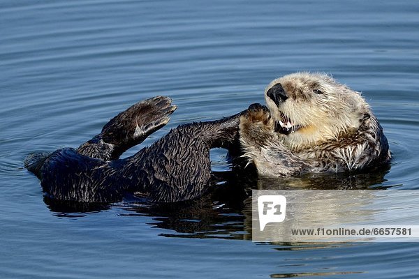 'Editorial Use Only. No advertising merchandising or books without photographer's permission Mandatory Credit: Photo by Michael Yang / Rex Features (1733149c) A sea otter appears to hide its eyes as it does a roll in the water while cleaning its cheeks with its paws Sea Otter Moss Landing California America - 07 Jun 2012 FULL WORDS LINK: http://www.rexfeatures.com/nanolink/h5qf Open seas fresh fish and a free-floating lifestyle this otter has a lotta reasons to look so happy. The furry sea otter was spotted appearing very pleased with itself off the Californian coast at Moss Landing. The laid-back critter was captured meticulously cleaning itself from head to toe by photographer Michael Yang. It seemingly sported a self-satisfied grin even shutting its eyes in bliss and at one point putting its paws over its face. Michael explains: ''Sea otters constantly clean themselves to inject air into their fur which helps to keep them afloat. ''This sea otter spent a lot of time cleaning its head. It was rubbing quite vigorously. A some point it looked liked it was trying to rearrange his face! Its fur looked very malleable.'' '
