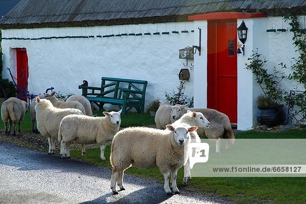 Tradition Schaf Ovis aries Donegal Irland