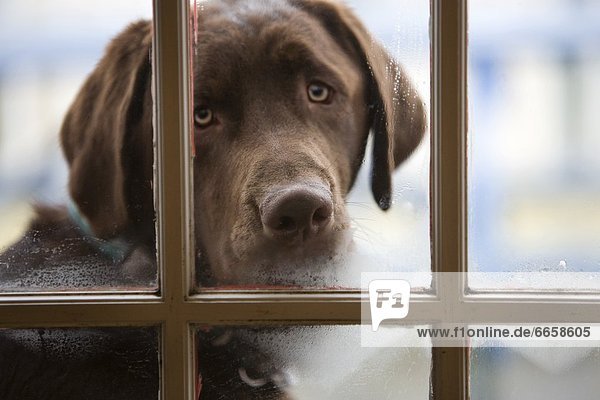 A Chocolate Labrador Dog Looks Through A Steamy Window