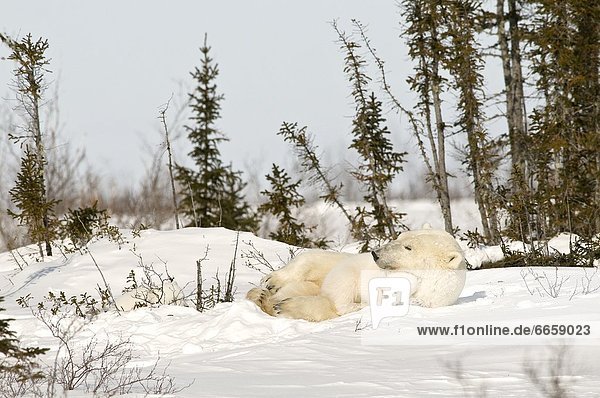 Eisbär  Ursus maritimus  junges Raubtier  junge Raubtiere  Schnee