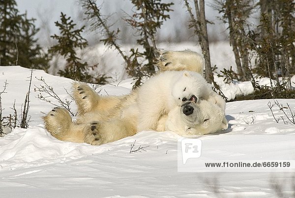 Eisbär  Ursus maritimus  rollen  Kanada  junges Raubtier  junge Raubtiere  Schnee