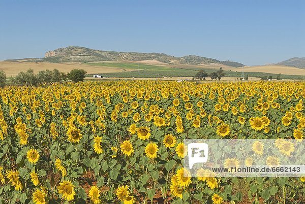 Field Of Sunflowers  Andalusia  Spain