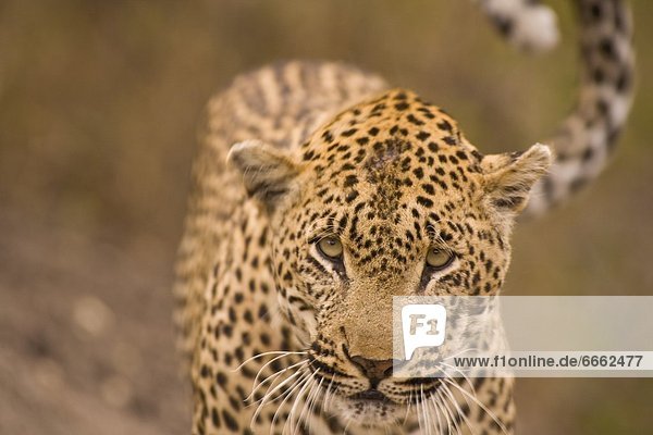 Südliches Afrika Südafrika Afrika Mpumalanga
