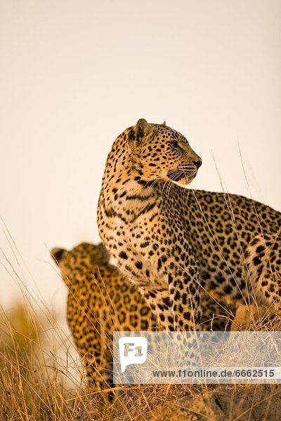 Südliches Afrika Südafrika Afrika Mpumalanga