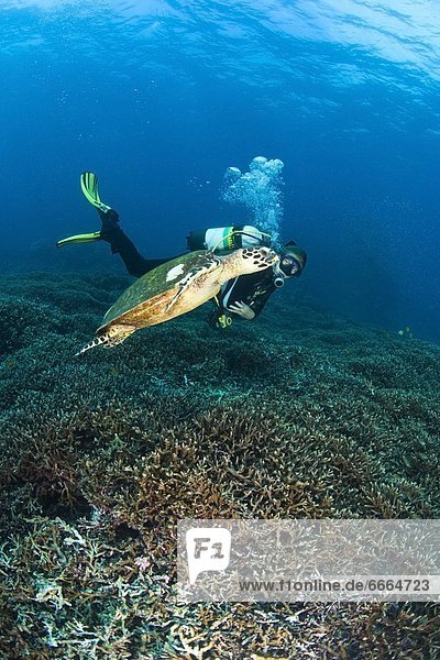 Scuba Diver  Koh Ba-Ngu  Similan National Marine Park  Similan Islands  Thailand  Southeast Asia