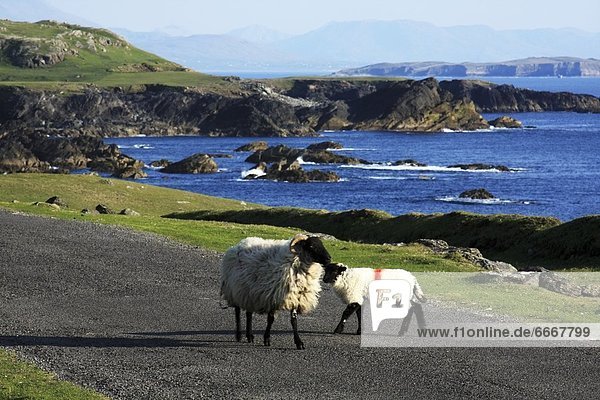 Schaf  Ovis aries  Achill Island  Irland