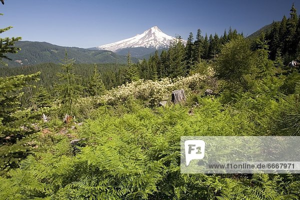 Vereinigte Staaten von Amerika  USA  Berg  Überfluss  Laub  Oregon
