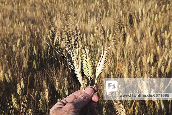 halten  Feld  reif  Weizen