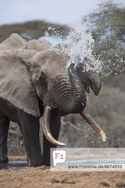 Wasser  Loch  Elefant