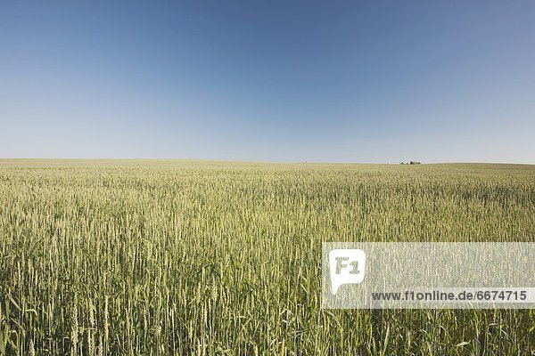 Green Wheat Field  Alberta  Canada
