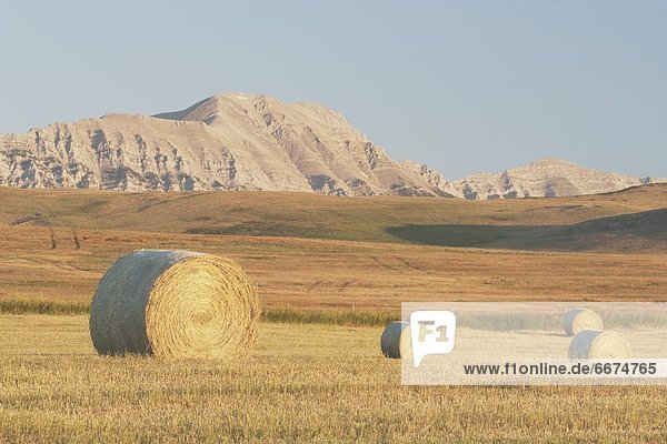 Hay Bales In Field  Alberta  Canada