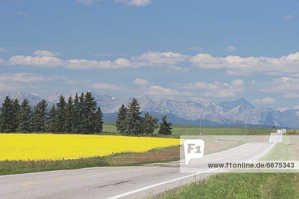Highway Road With Canola Field