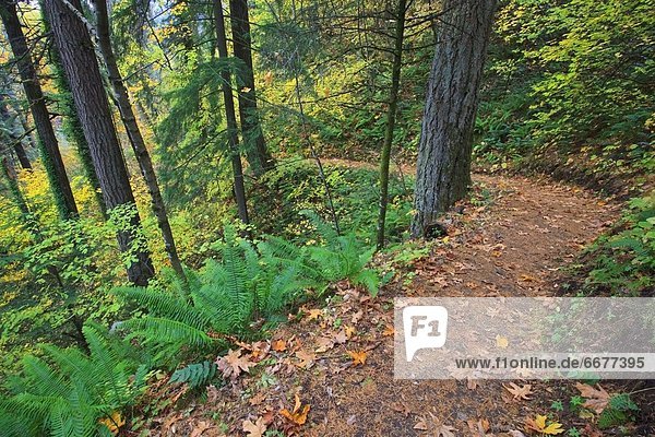 A Path Through A Forest In Autumn