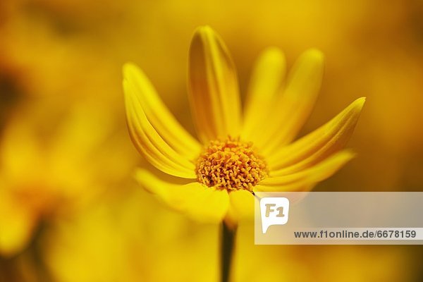 Blume  gelb  Aster