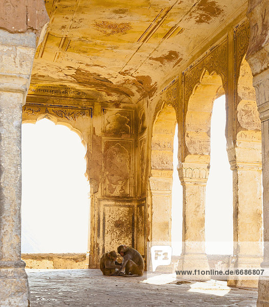 Monkeys in a Hindu Temple