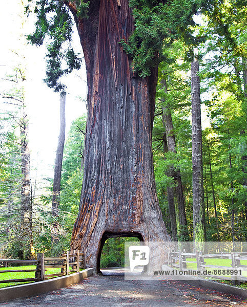 Baum  fahren  Sequoia  Kronleuchter