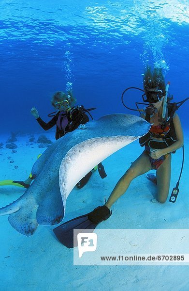 Scuba Divers With Stingray  Stingray City  Grand Cayman  Cayman Islands