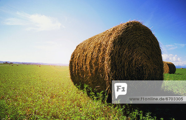 Bale Of Hay In Field