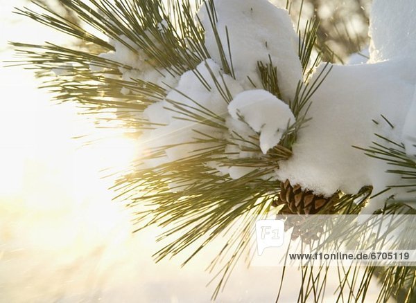 Closeup of snow covered pine bough