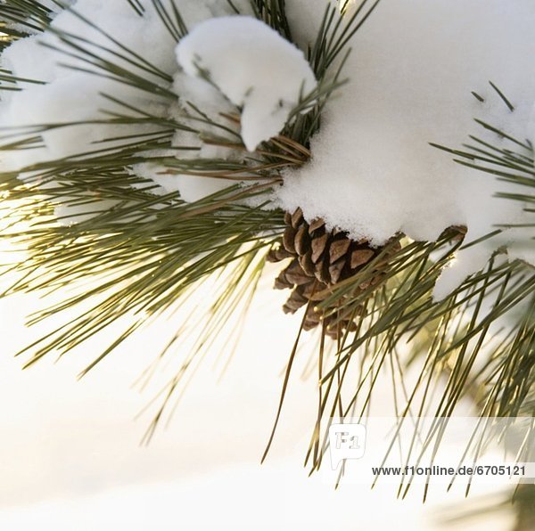 Closeup of snowy branch with pinecones