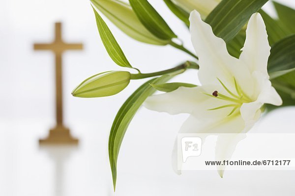 überqueren Blume Hintergrund Close-up Kreuz