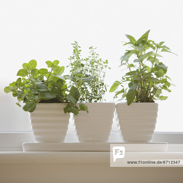 Herbs in pots on windowsill
