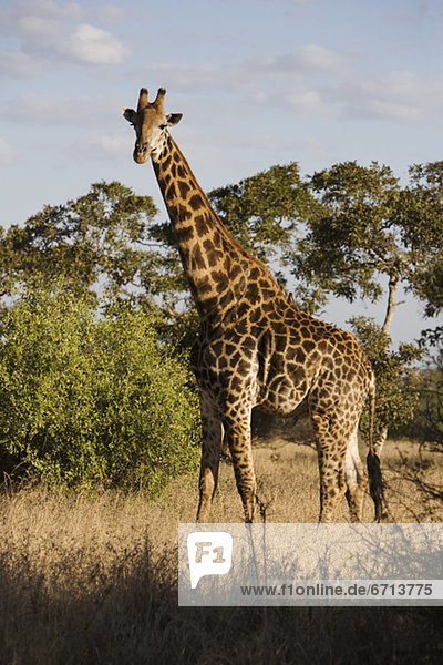 stehend Giraffe Giraffa camelopardalis Gras