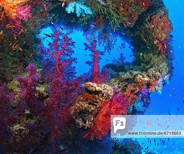 Underwater View Of Colorful Coral