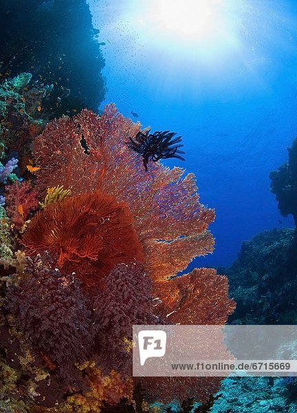 Farbaufnahme Farbe Unterwasseraufnahme Ansicht