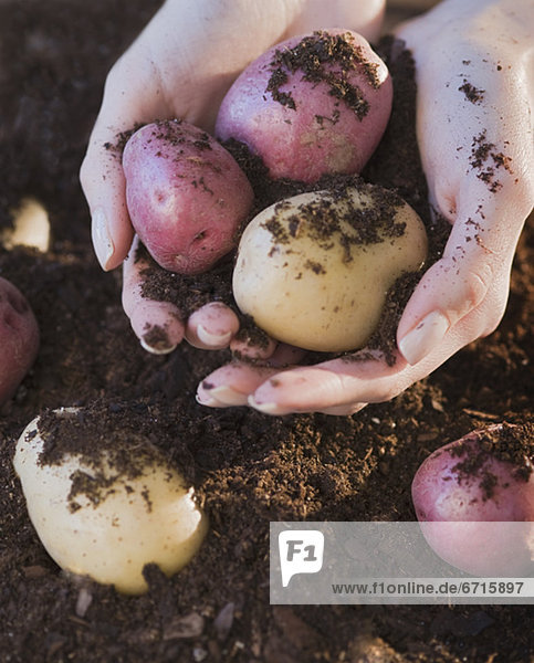 Erde Erdreich Boden Frau halten Kartoffel