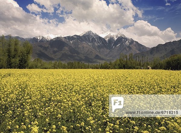 Field Of Yellow Flowers With Mountains In The Background