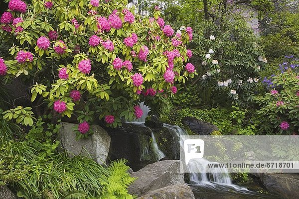 Wasserfall  Rhododendron