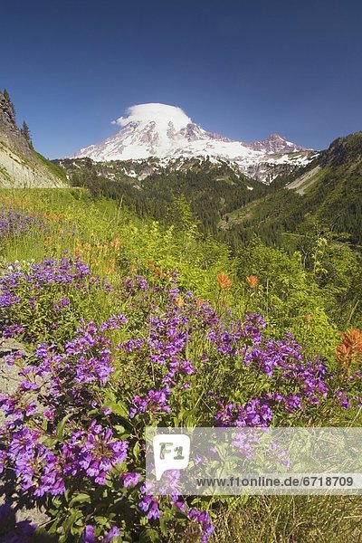 Alpine Wildflowers