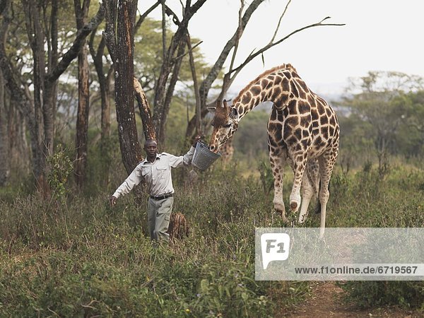 Man Leading A Rothschild Giraffe  Giraffe Manor  Nairobi  Kenya  Africa