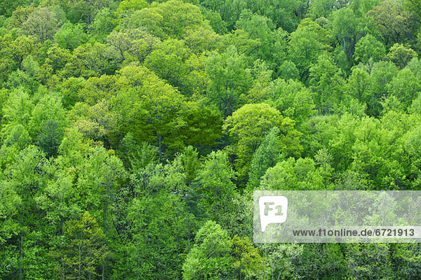 Baum Wald