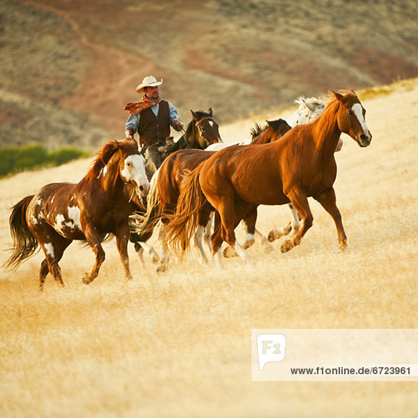 Cowboy herding Pferde